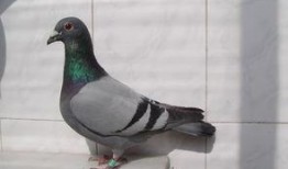 网红吃瓜鸽子图片高清,高清画面引网友热议